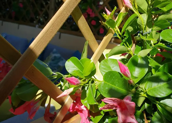 Apartment Versilia Forte dei Marmi