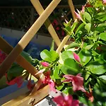 公寓 Elegante Oasi Vicino Al Mare - Forte Dei Marmi 马尔米堡